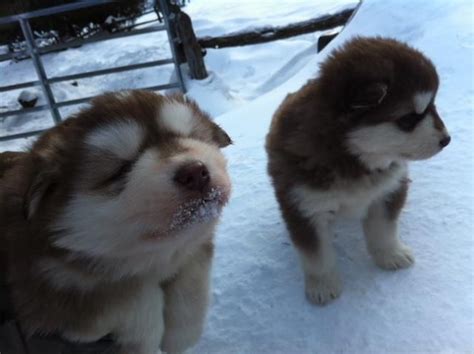 Alaskan malamute puppies for sale. Kijiji: Amazing Giant Alaskan Malamutes puppies! | Giant ...