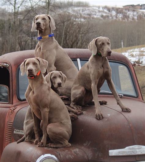 Thecommunity portal is a great place to learn about the wiki. Pets for Adoption at Great Lakes Weimaraner Rescue, Inc ...
