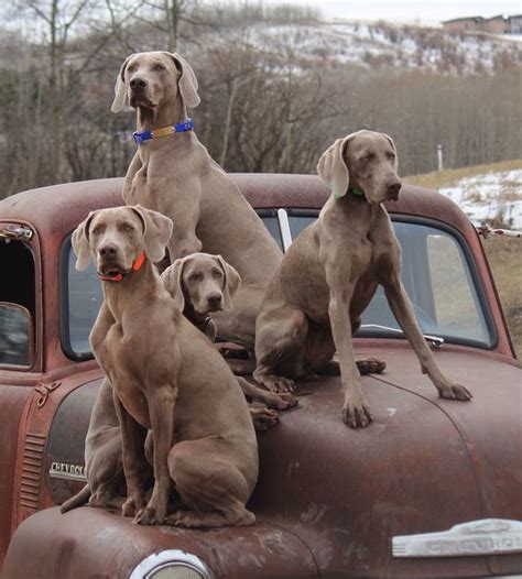 You deserve only the best! Pets for Adoption at Great Lakes Weimaraner Rescue, Inc ...