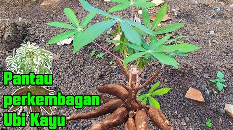 Ubi kayu bersantan is a great dessert to be eaten warm or straight out of the fridge. Pertanian Ubi Kayu - Review Kesuburan Tanaman Singkong di ...