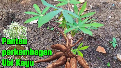 5 cara menanam ubi kayu | berkebun singkong. Kebun Ubi Kayu - Review Kesuburan Tanaman Singkong di Umur ...