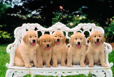 White golden retriever training and socialization. golden retriever puppy - Animal Stock Photos - Kimballstock