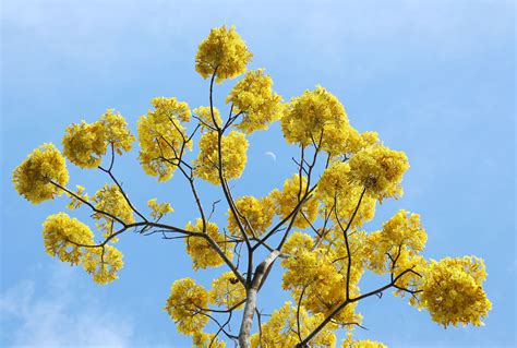 See full list on orangepippintrees.com Malaybalay Golden Shower Tree (The best time to see it in ...