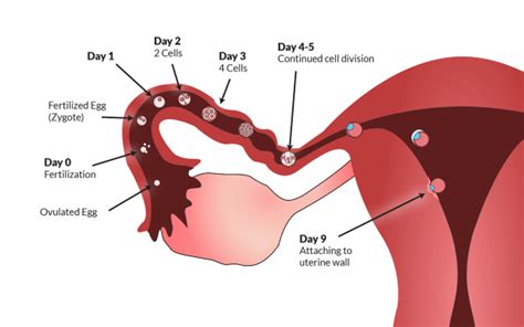 Maybe you would like to learn more about one of these? Human Egg Cell Diagram Labeled