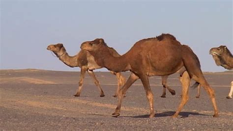 You may have to explain that they store food in. 20 Most Interesting Camel Facts With Photos - Answers Africa