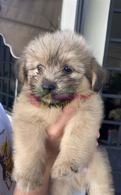 The personality of these little dogs can vary, as with any other group. Two Shih Tzu Pomeranian Puppies For Sale! in Everywhere ...