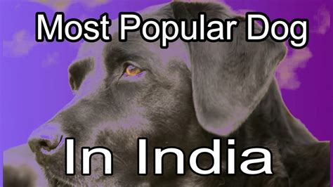 Well, these are the most popular bitcoin websites & bitcoin exchanges in india that you can use to buy & sell bitcoin. Most Popular Dog In India . which dog breed is the best ...