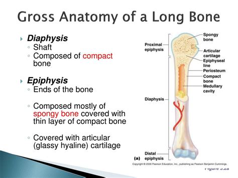 Long bones consist of a diaphysis, metaphysis and epiphysis. PPT - Chapter 5: The Skeletal System— Part A PowerPoint ...