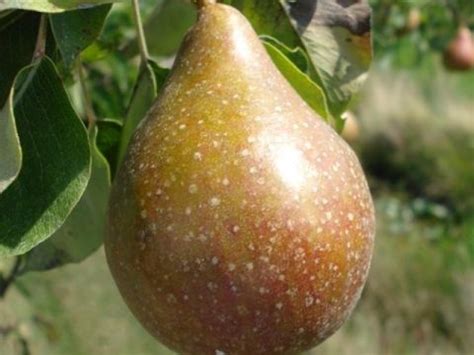 Snoei bij leibomen in étages. Perenboom | Leipeer Gieser Wildeman | Leibomen