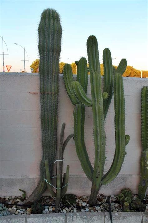 Our columnar cactus, much like the real cactus, is thick in texture, with variant green colors and spikes. grandotes Cereus | Cactus plants, Cactus, Cacti and succulents