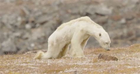 Par maxime bourdier réchauffement climatique elle ne sattendait pas à ce que sa photo. Frédéric Ours Polaire Sur Une Image De Plage - Pewter