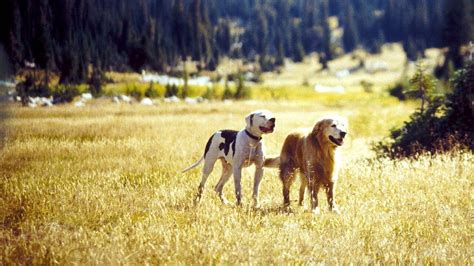 When the pets accidentally get separated from their vacationing owners, chance, shadow, and sassy navigate the mean streets of san francisco, trying to find their home the wilderness is, arguably, the main reason why 'homeward bound: Homeward Bound II: Lost in San Francisco (1996) Watch Free ...