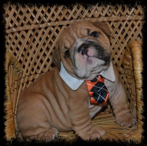This dog breed is especially sensitive and buying one from a disreputable english bulldog breeder may lead to costly problems in the long run. Tenpennypups, English Bulldog Breeder in Lakeland, Florida