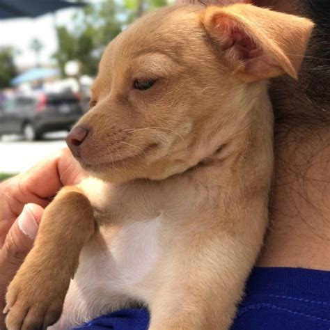 San diego county strategic plan. Chiweenie dog for Adoption in San Diego, CA, USA. ADN ...