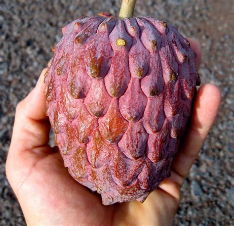 Cherimoya fruit range in weight from about ¼ to 2½ pounds. Tropical Fruit Plants | Canarius Blog
