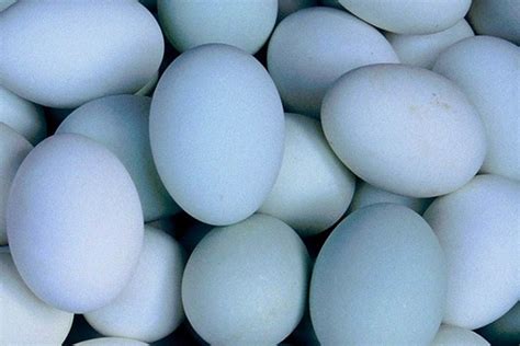 Telur ayam bangkok warna biru. Kenapa Telur Bebek Berwarna Biru? Ini Alasan Ilmiahnya!