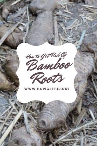 During bamboo removal, you must cut down the visible plant and then proceed to remove the rhizome. How to Get Rid Of Bamboo Roots howgetrid.net
