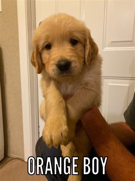 Please click this link for more information about pricing. Golden Retriever Puppies For Sale | Scranton, SC #312251