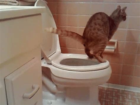 Cat using human toilet 😺. Imagenes Lindas Para Compartir Fb: Gifs Graciosos De Gatos ...