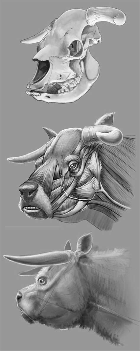 Check spelling or type a new query. Niata Cow by Jorge Antonio González | Animals wild, Lion ...