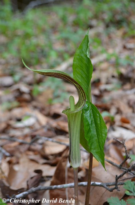 From wikimedia commons, the free media repository. Arisaema triphyllum | Illinois Botanizer