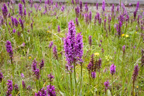 Check spelling or type a new query. Orchids on green roofs delivering biodiversity