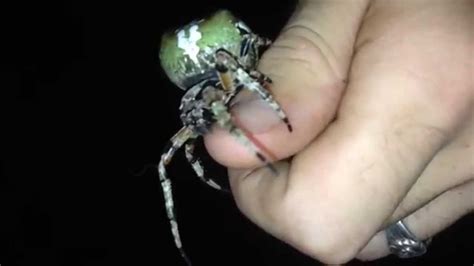 The order includes more than 1,000 described species in about 153 genera. Giant Lichen Orbweaver (Araneus bicentenarius) - YouTube