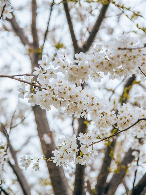 Thanks to the chicago park district. Cherry Blossoms in Chicago - Talia's Bucketlist