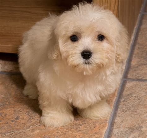 Louie is the best dog we could imagine. Maltipoo Puppies Tampa Florida - Maltipoo Puppies for Sale ...