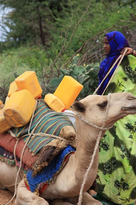 How to cite this article: USAID Announces $350,000 Grant for Camel and Cow Milk ...