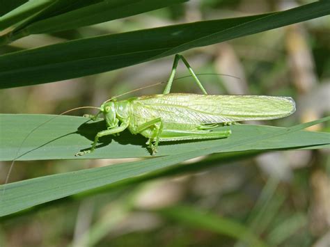 Ailes de soie verte ; Images Gratuites : feuille, vert, faune, invertébré ...