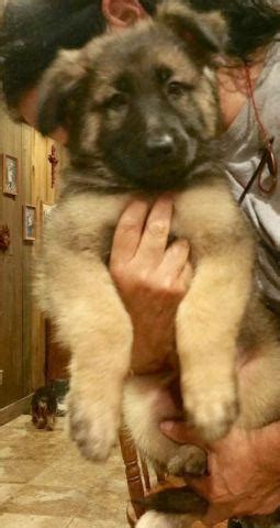 You won't find blue sable german shepherd puppies for sale at hayes haus. REDUCED AKC Female Sable German Shepherd Puppy for Sale in Shepherd, Texas Classified ...