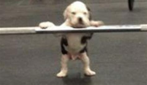 Adorable and annoying, but is that what the saying it's a doggy dog world actually means? Weightlifting Puppy Isn't Dogging It With Barbell In ...