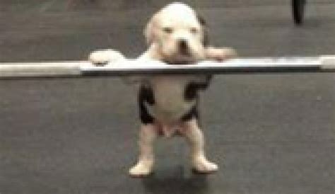 Doggy dog designed by ann panfilenko. Weightlifting Puppy Isn't Dogging It With Barbell In ...