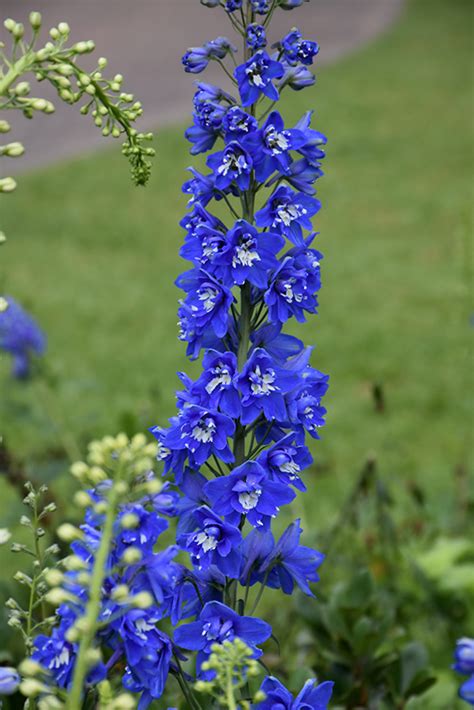 Find out what works well at hadley garden center from the people who know best. Belladonna Larkspur (Delphinium x belladonna) in ...