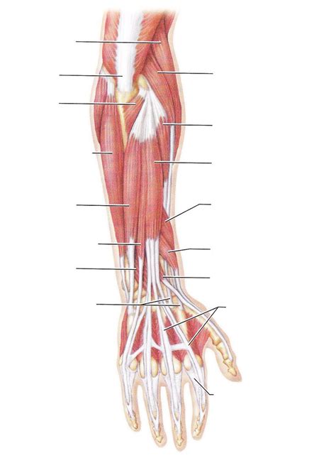 Muscles of arm diagram, download this wallpaper for free in hd resolution. Arm Diagrams (With images) | Muscle diagram, Arm muscle ...