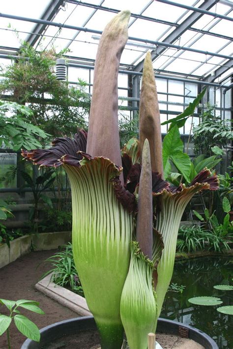 Grüne oasen in der stadt. Titanenwurz Botanischer Garten Bonn Foto & Bild ...