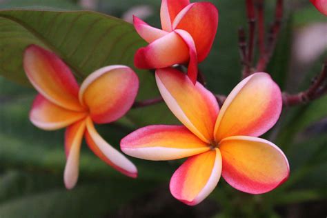 We did not find results for: Simply Lei Rainbow 'Nebel's Rainbow' Plumeria | Flower pot ...