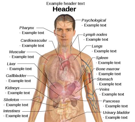 The following is an overview of the male reproductive anatomy: The Most Wonderful Creature: Human Body Organs