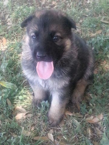 German shepherds that will stand by your side and be your ultimate companion and guardian for you and your whole family. European Bloodlines AKC German Shepherd Puppies Straight ...