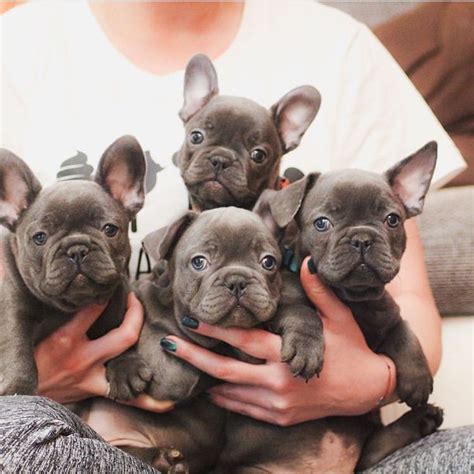 Give us a call at 619 786 7362! French Bulldog Puppies For Sale | San Diego, CA #328309