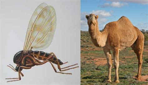 Strain at a gnat, and swallow a camel. Bishop Alan's Blog: Gnats, Camels, Gospel