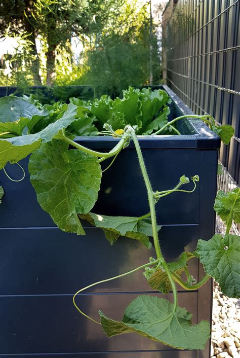 Keineswegs, im grunde ist es nicht viel schwieriger als der anbau von kürbissen oder gurken, und wer die schon einmal angebaut hat, weiß. Melonen Im Garten - Mein Nasch Balkon Alles Uber Mini ...