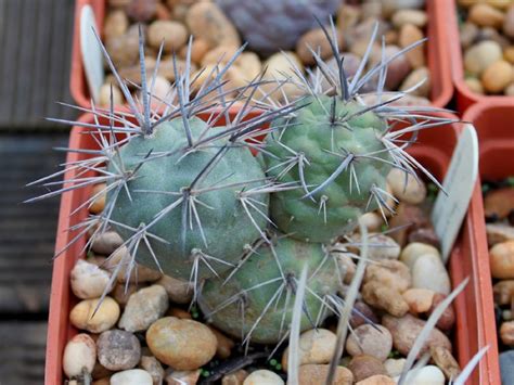 British cactus & succulent society's profile is incomplete. Tephrocactus alexanderi (Image: alloe.) - British Cactus ...