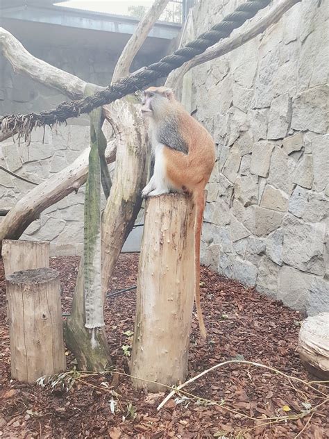 Sklep zoologiczny salon groomerski dla psów i kotów Zoo Chorzów | Flickr