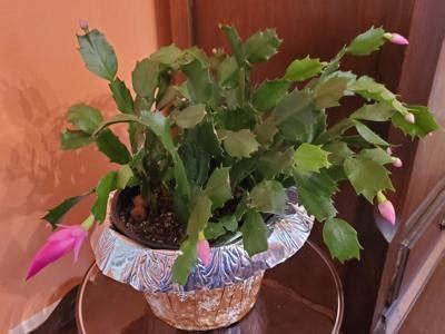 However, i was able to propagate a new plant from my grandmother's thanksgiving cactus before. It Must Be Christmas - My Cactus is Blooming - Gardening ...