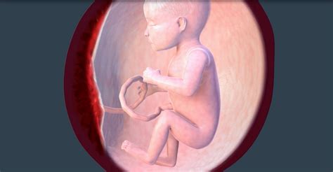 3 bulan terakhir diet kehamilan. Tips Hamil 9 Bulan Agar Persalinan Sehat Lancar - Jurnal ...