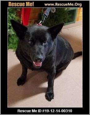 - Minnesota German Shepherd Rescue - ADOPTIONS - Rescue Me ...