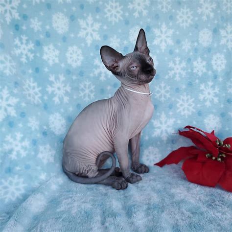 Sphynx cats , sphynx kittens are among the most loving and friendly cats. Sphynx Kittens for Sale Near Me | Sphynx Cats for sale 2020