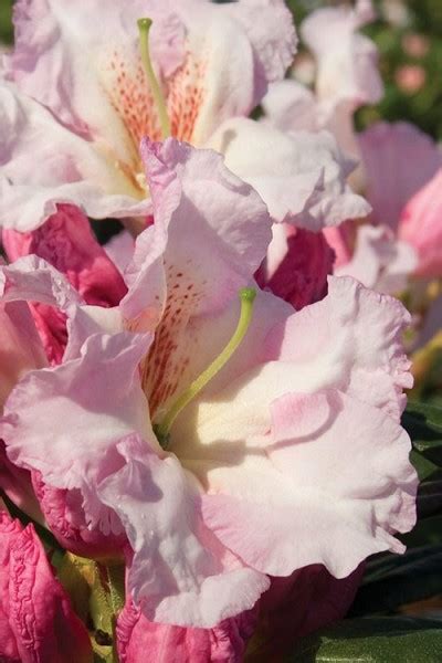 Otherwise, space plants 4 feet for solid hedges; Buy Southgate Breezy Rhododendron For Sale Online From ...